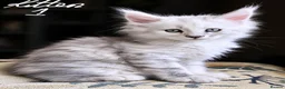 Maine Coon cats for sale: Shaded pure bread maine coons - Advert 4