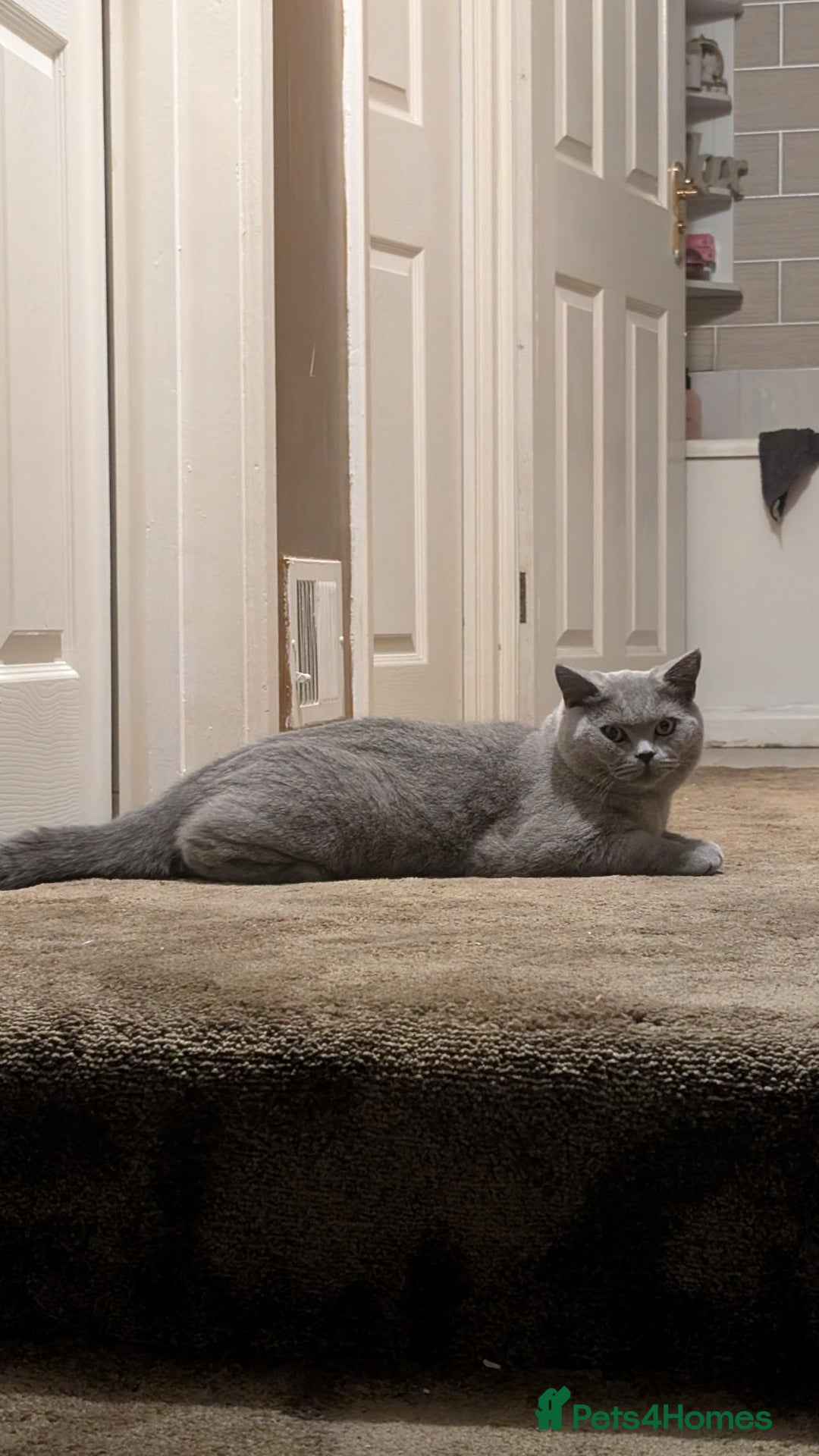 British Shorthair cats for sale: Beautiful British Blue Shorthair Male – 1 Yr Old - Advert 18
