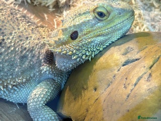 Bearded Dragon reptiles - Advert 13