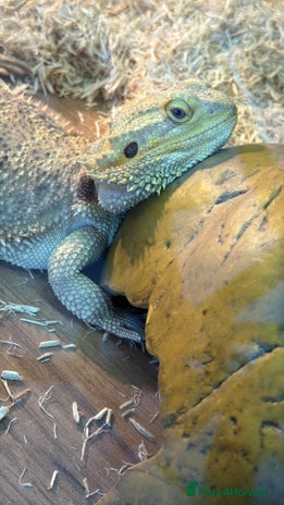 Bearded Dragon reptiles - Advert 1