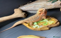 Dragon reptiles for sale: Mia the Beautiful bearded dragon  - Image 8