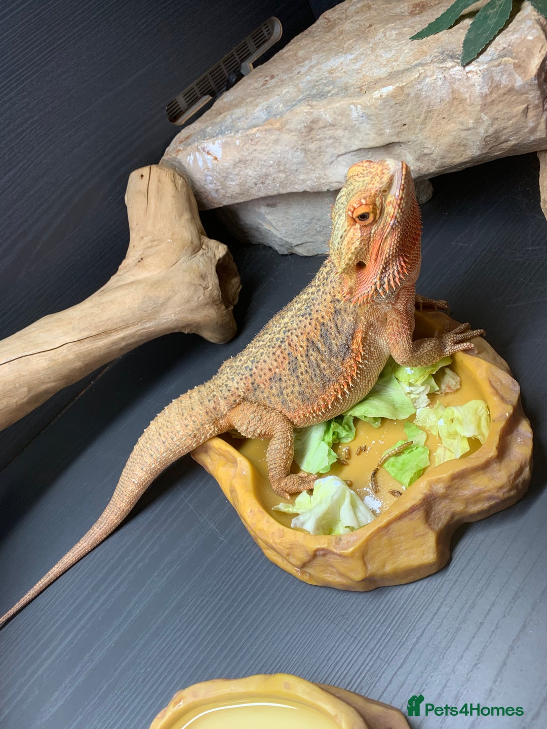 Dragon reptiles for sale: Mia the Beautiful bearded dragon  - Image 8