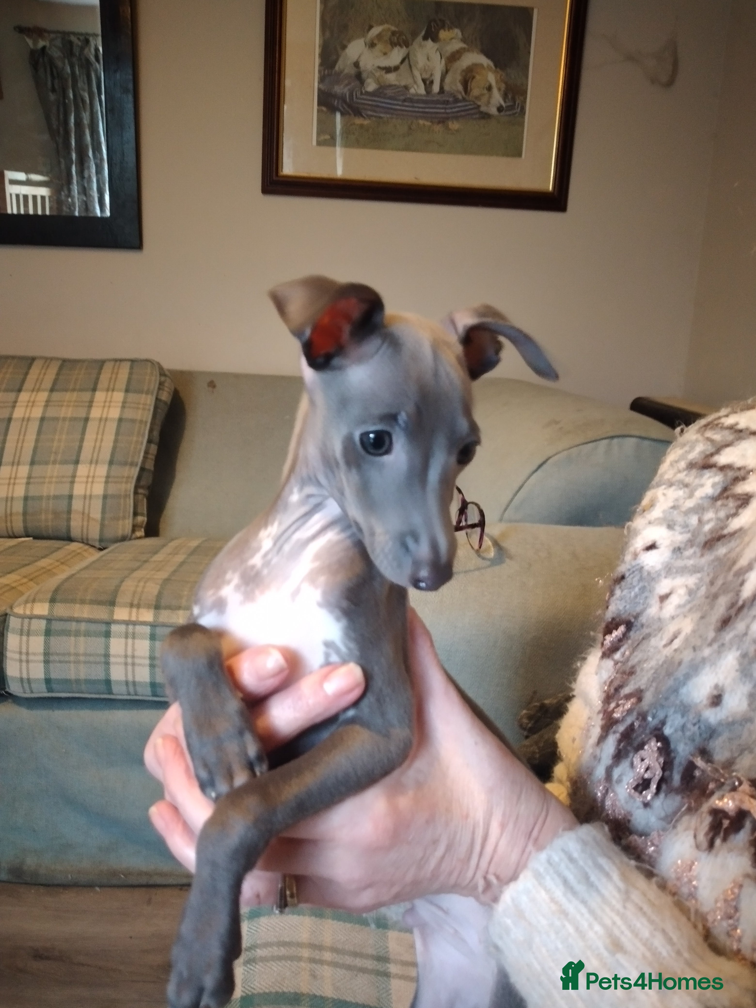Italian Greyhound dogs KC registered, italian greyhound, one remaining - Advert 5
