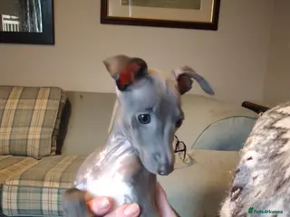 Italian Greyhound dogs KC registered, italian greyhound, one remaining - Advert 5