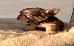 French Bulldog dogs for sale: Beautiful litter off French bulldog puppies  - Image 16