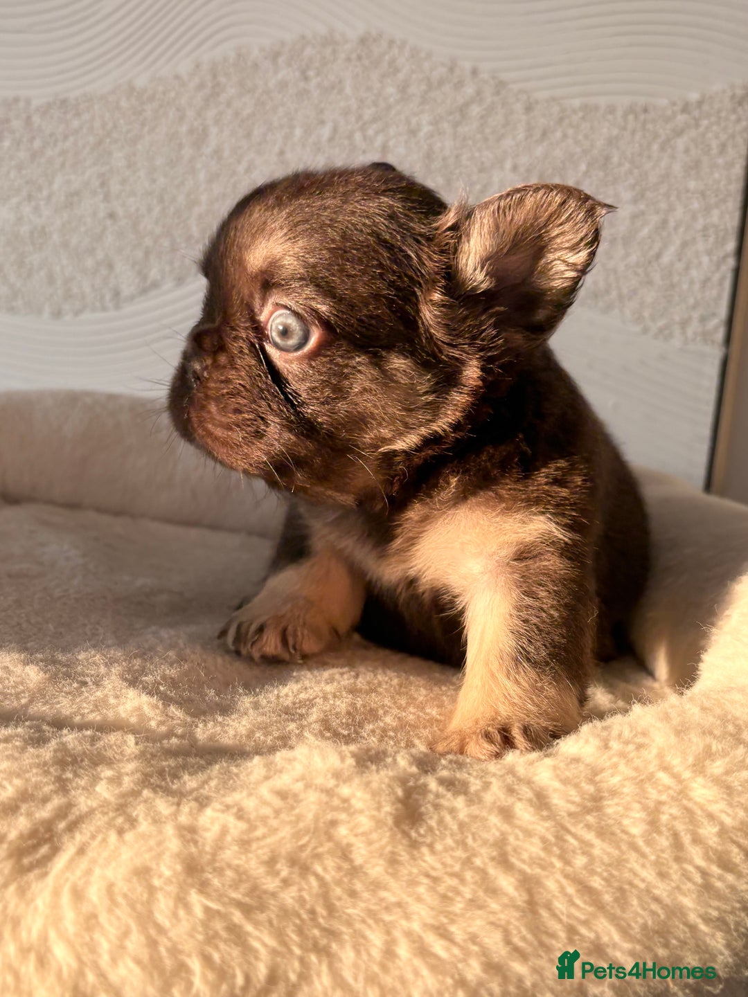 French Bulldog dogs for sale: Beautiful litter off French bulldog puppies  - Image 16