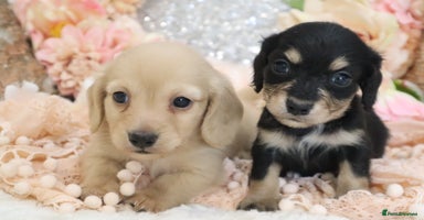 Miniature Dachshund dogs - Advert 5