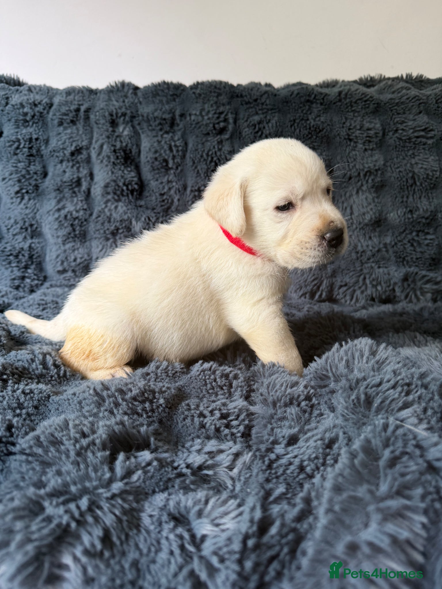 Labrador Retriever dogs 🐾 Outstanding Champion-line Labrador Puppies  🐾 - Advert 1