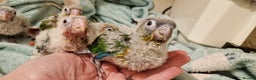 Conures birds for sale: Beautiful fully hand reared conure baby's  - Advert 11