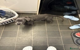 Cane Corso dogs for sale: 1 full blue female cane corso 9wks ready now - Image 3