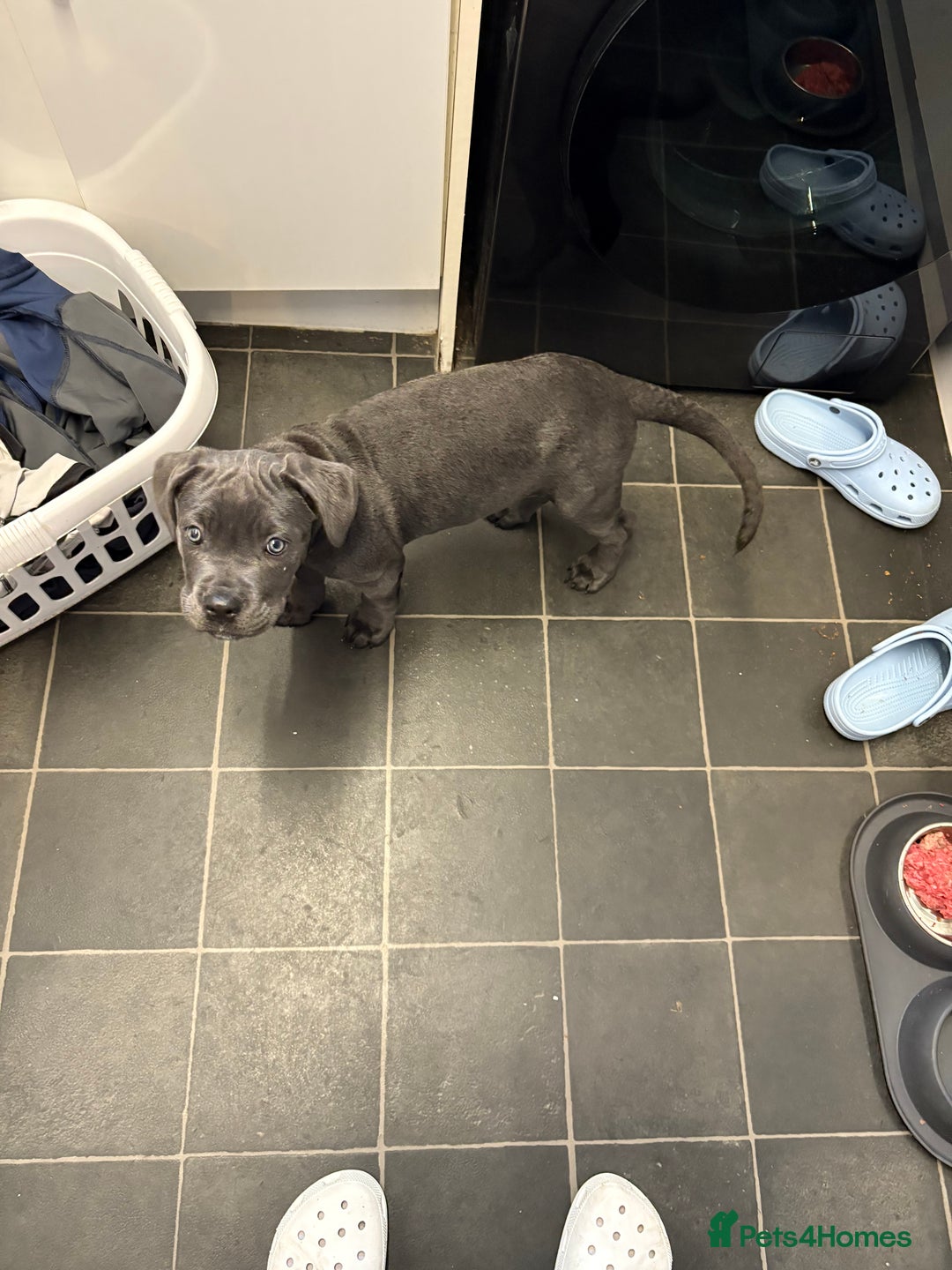 Cane Corso dogs for sale: 1 full blue female cane corso 9wks ready now - Image 3