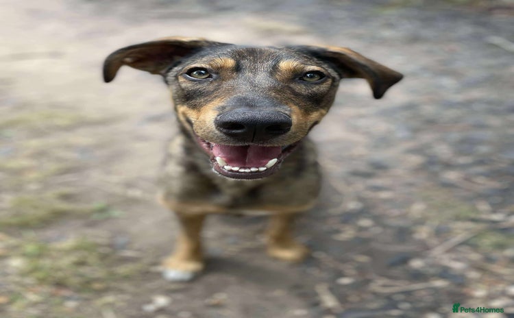 Mixed Breed dogs in Nottingham - Advert 3