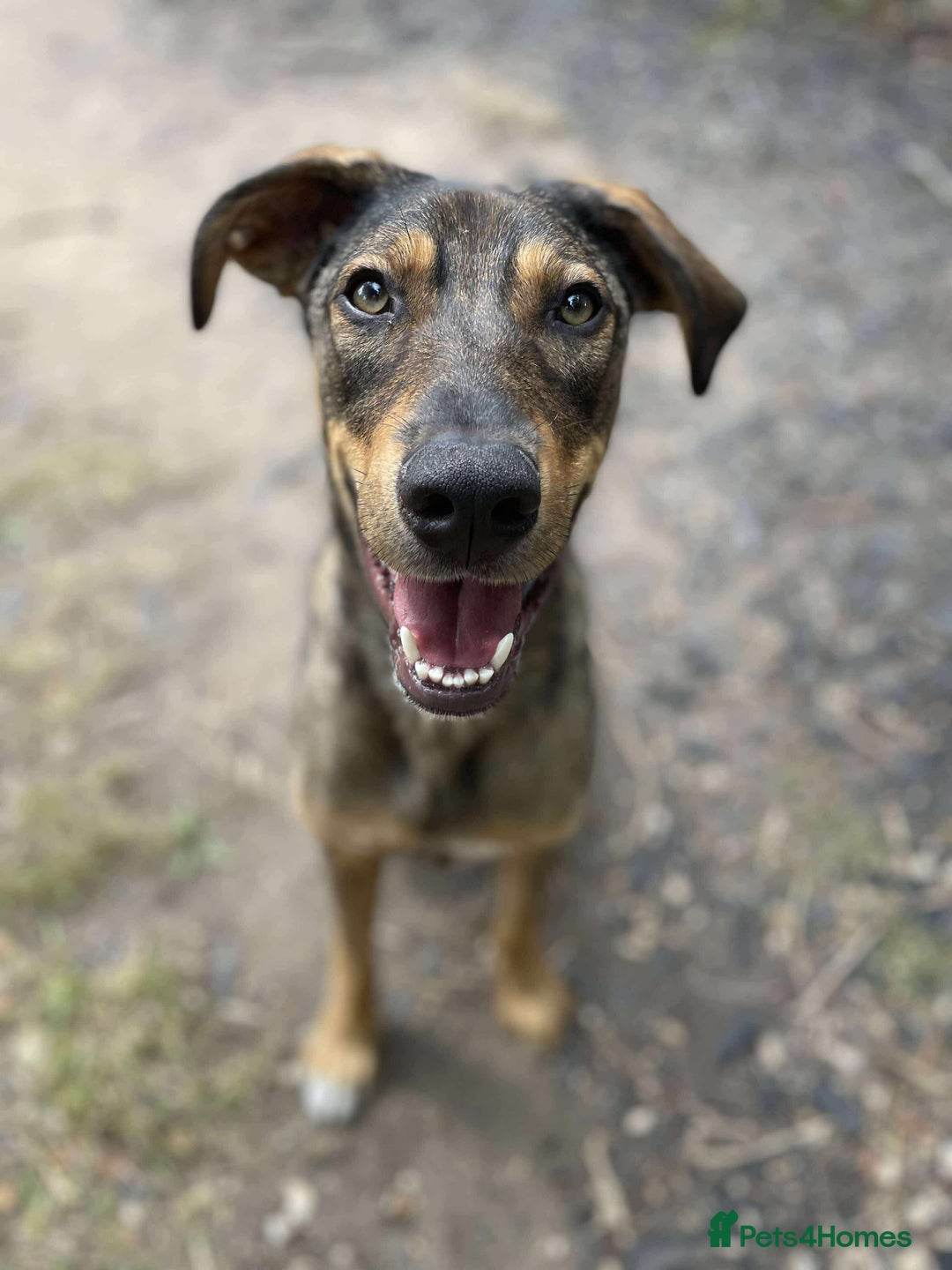 Mixed Breed dogs for adoption: URGENT HELP FOR MAX NEEDED.  in Nottingham - Image 1