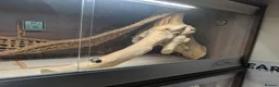 Bearded Dragon reptiles for sale: Witblits hypo het trans male Bearded Dragon - Advert 5