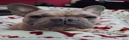 French Bulldog dogs for stud: Kc reg stud - Advert 6