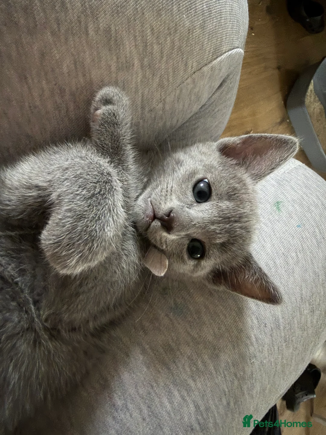 Russian Blue cats for sale: Russian blue TICA registered kittens  - Advert 8