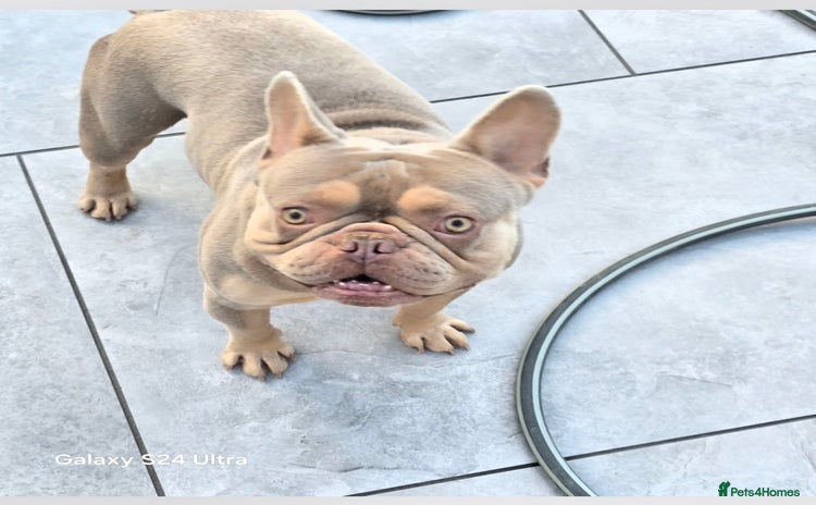 French Bulldog dogs - Advert 2