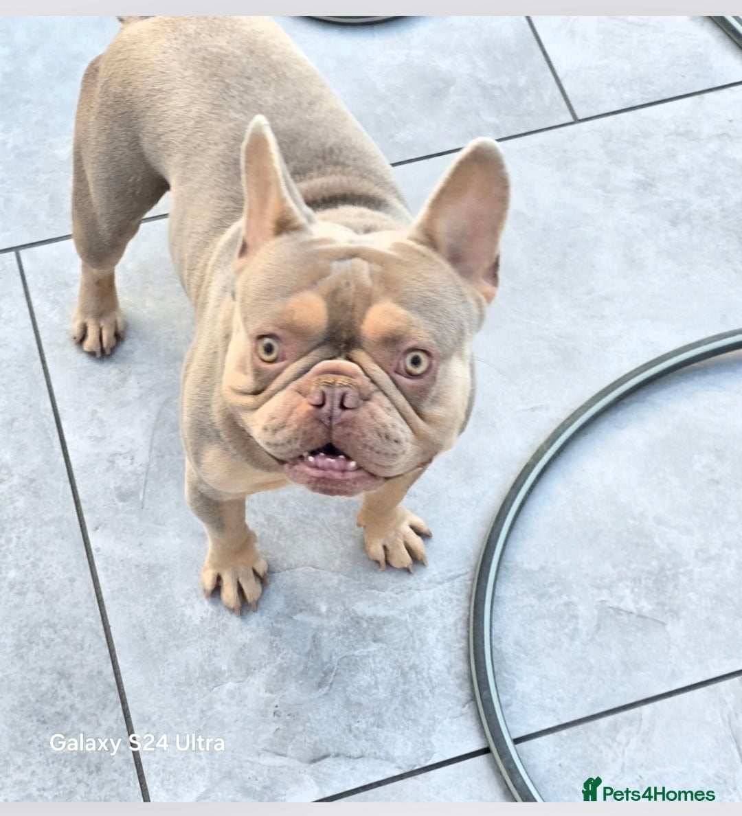 French Bulldog dogs for sale: French bulldog  - Image 1