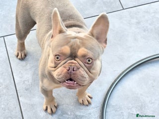 French Bulldog dogs - Advert 1