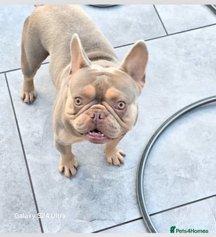 French Bulldog dogs - Advert 1