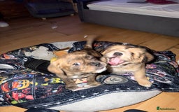 Mixed Breed dogs for sale: 💙2 Lovely male French bulldogs mixed💙  - Image 6