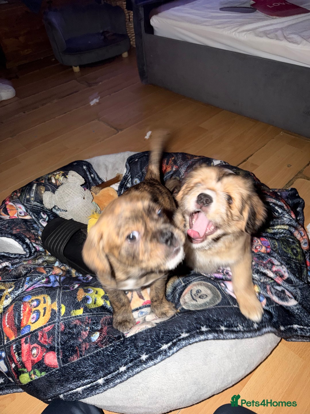 Mixed Breed dogs for sale: 💙2 Lovely male French bulldogs mixed💙  - Image 6