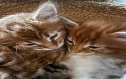 Maine Coon cats for sale: Maine Coon Norwegian Forest cross kittens - Image 19