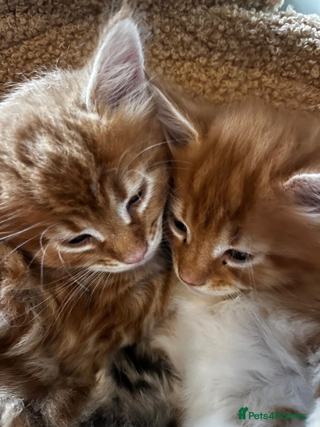 Maine Coon cats for sale: Maine Coon Norwegian Forest cross kittens - Image 19