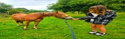 Welsh Section C horses for sale: FULL LOAN/LWVTB  in Widnes - Advert 3