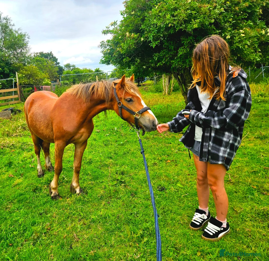 Welsh Section C horses for sale: FULL LOAN/LWVTB  in Widnes - Advert 3