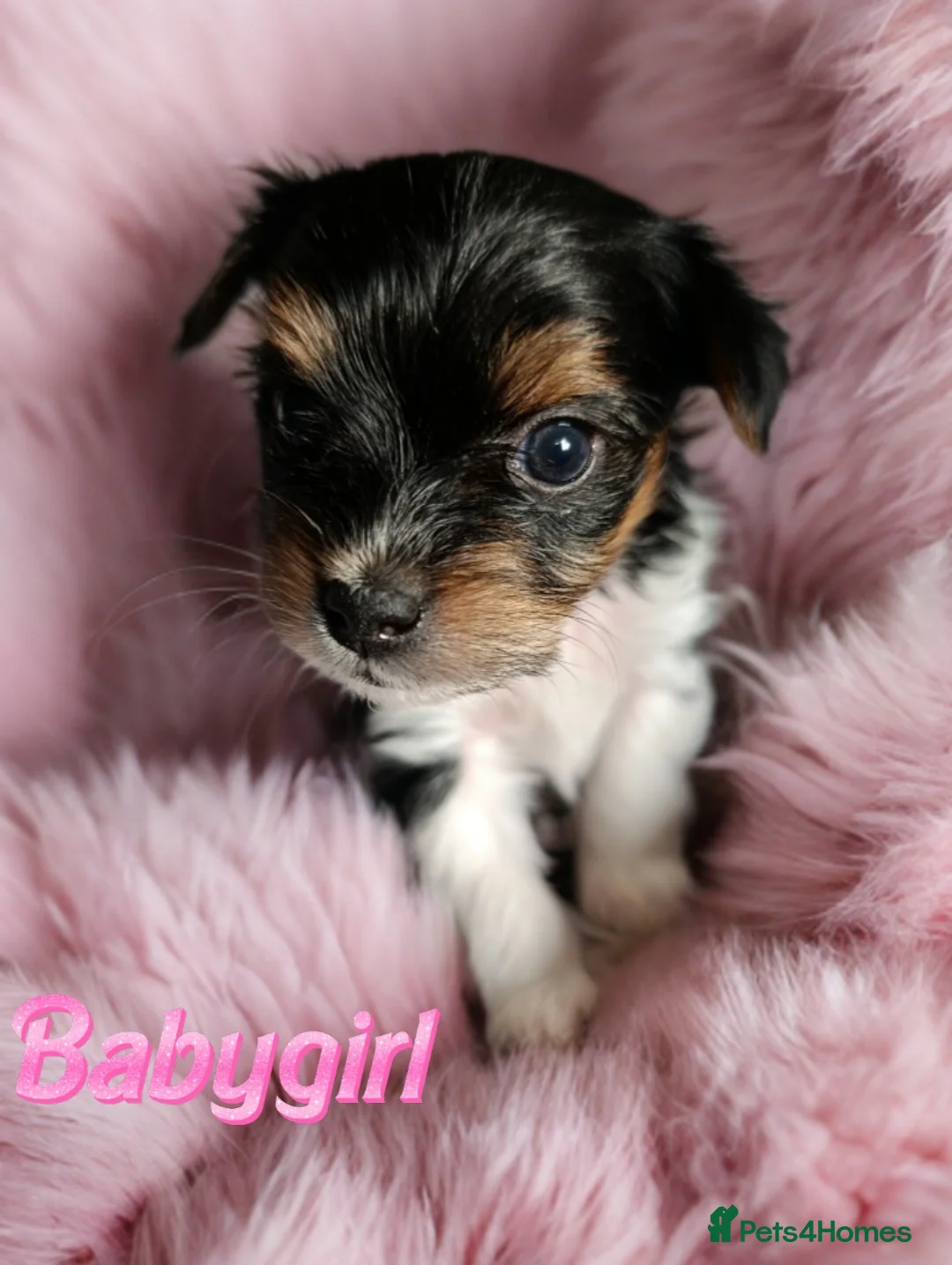 Yorkshire Terrier dogs for sale: Luxury Yorkshire terrier Biewer 🐶🐶🐶 - Advert 19