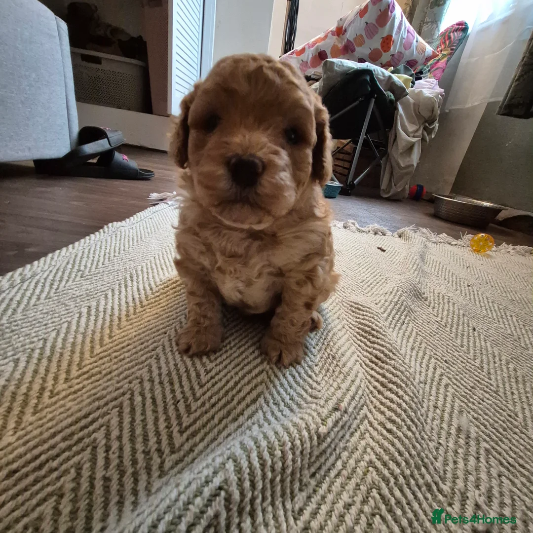 Cockapoo dogs for sale: Cockerpoo  - Advert 12