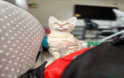 Bengal cats for sale: 6 month old male snow lynx bengal need gone asap - Image 6