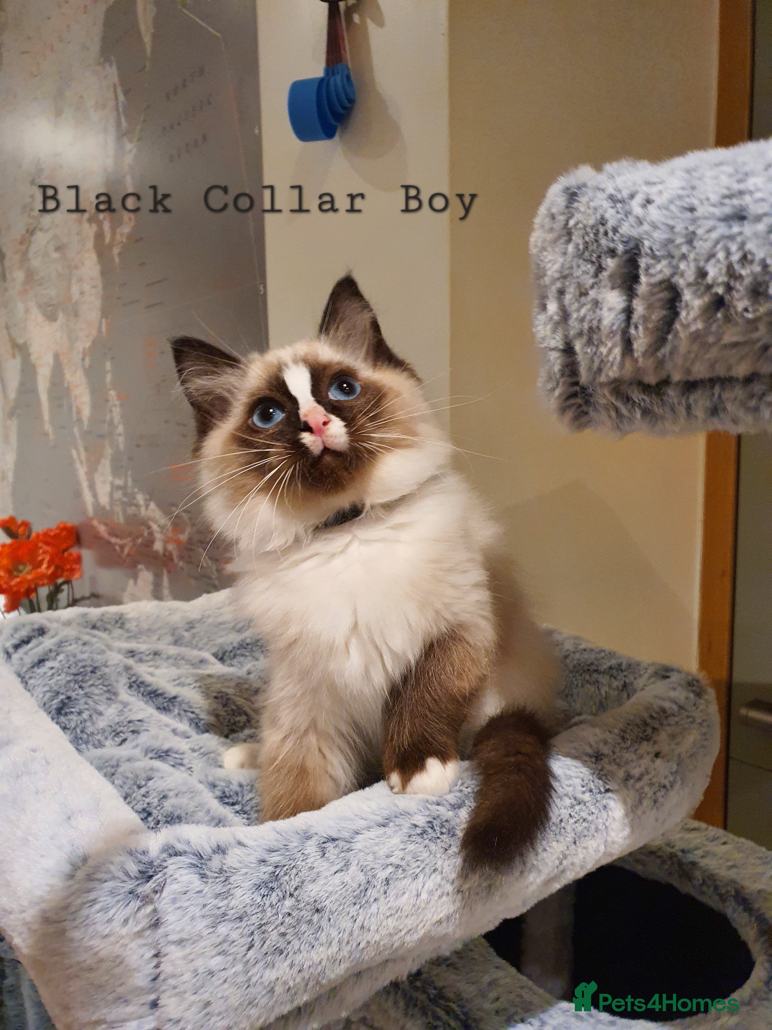 Ragdoll cats Stunning GCCF Registered Ragdoll Kittens. - Advert 4