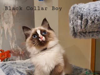 Ragdoll cats Stunning GCCF Registered Ragdoll Kittens. - Advert 11
