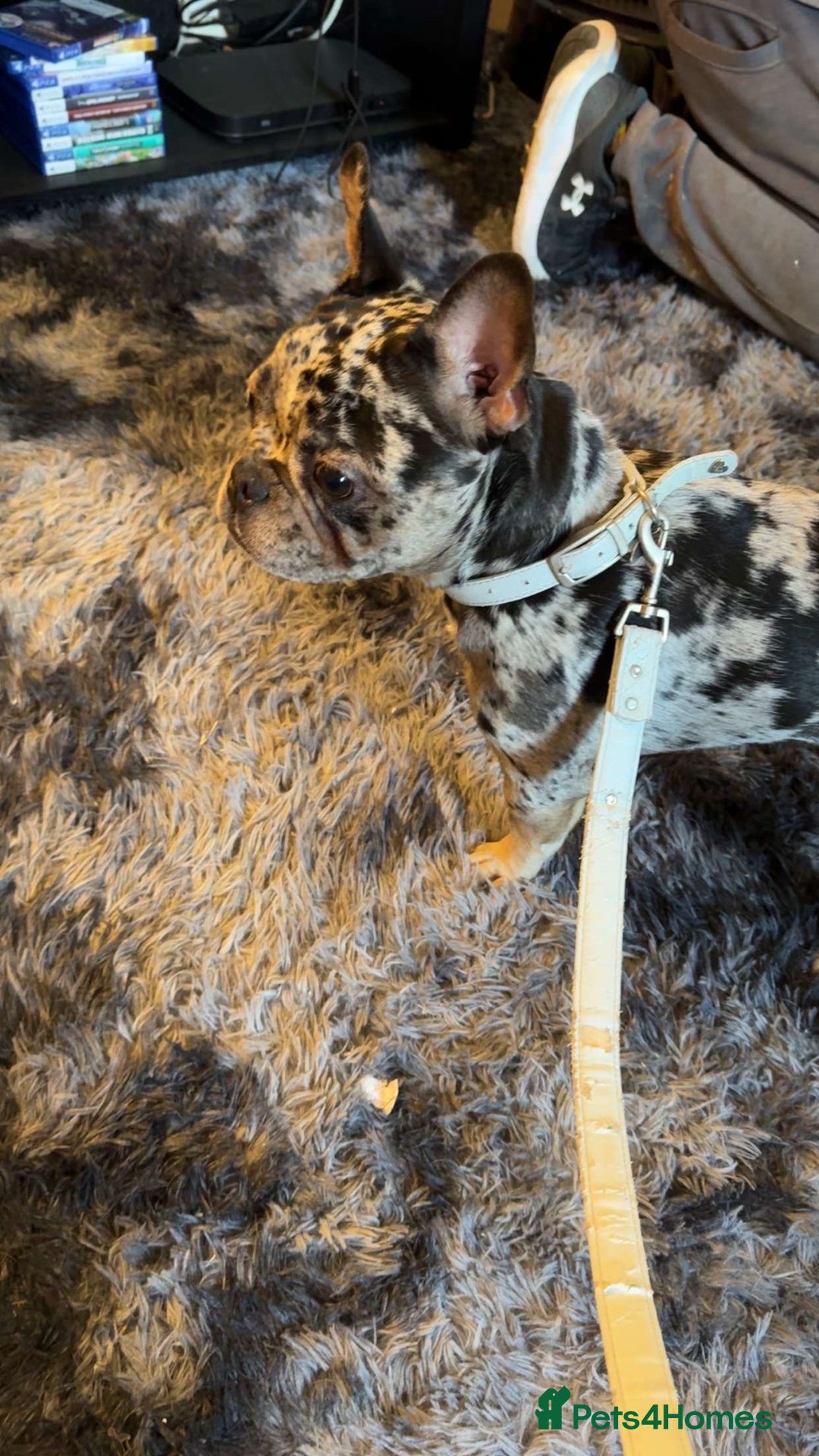 French Bulldog dogs for sale: Male french bulldog less then a year old - Image 2