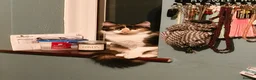 Mixed Breed cats for sale: Beautiful Mix Breed Calico Cat - Advert 2