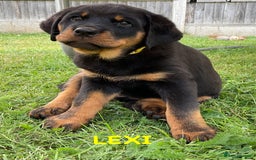 Rottweiler dogs for sale: Family bred and loved Rottweiller puppies - Image 23