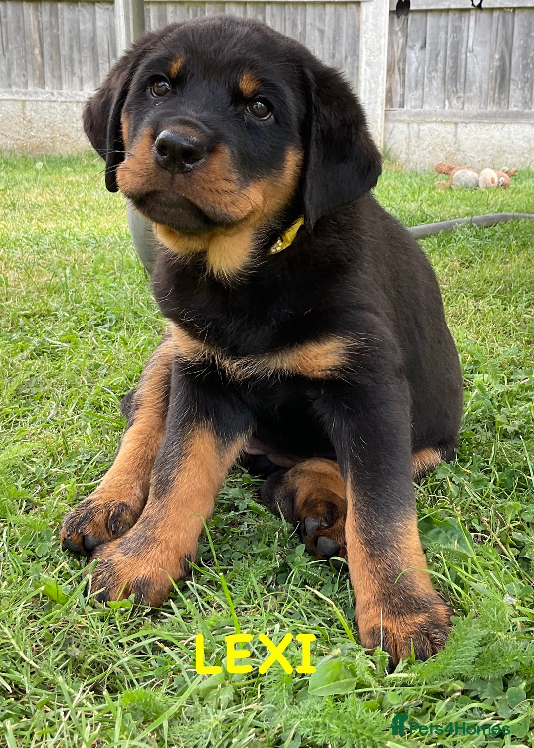 Rottweiler dogs for sale: Family bred and loved Rottweiller puppies - Image 23