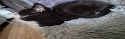Domestic Shorthair cats for sale: Beautiful black and tabby babies  - Advert 24