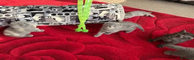 Scottish Fold Kitten 3