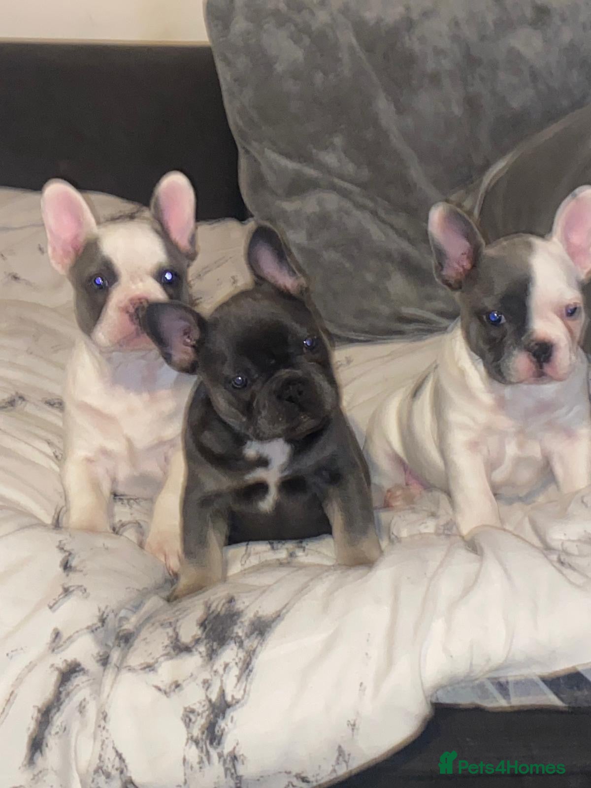 French Bulldog dogs Beautiful litter of 3 French bulldog boys  - Advert 1