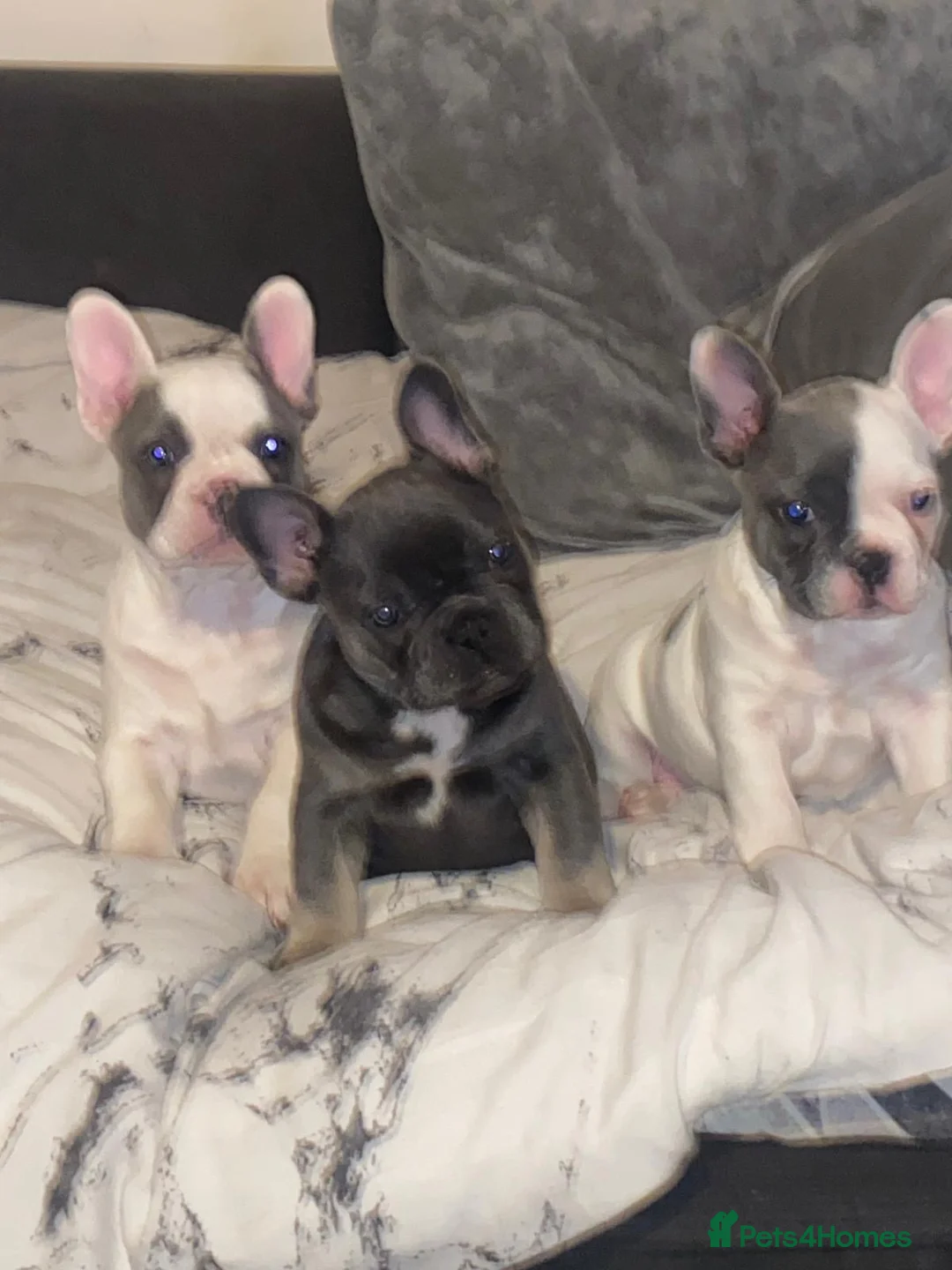 French Bulldog dogs for sale: Beautiful litter of 3 French bulldog boys  - Advert 1