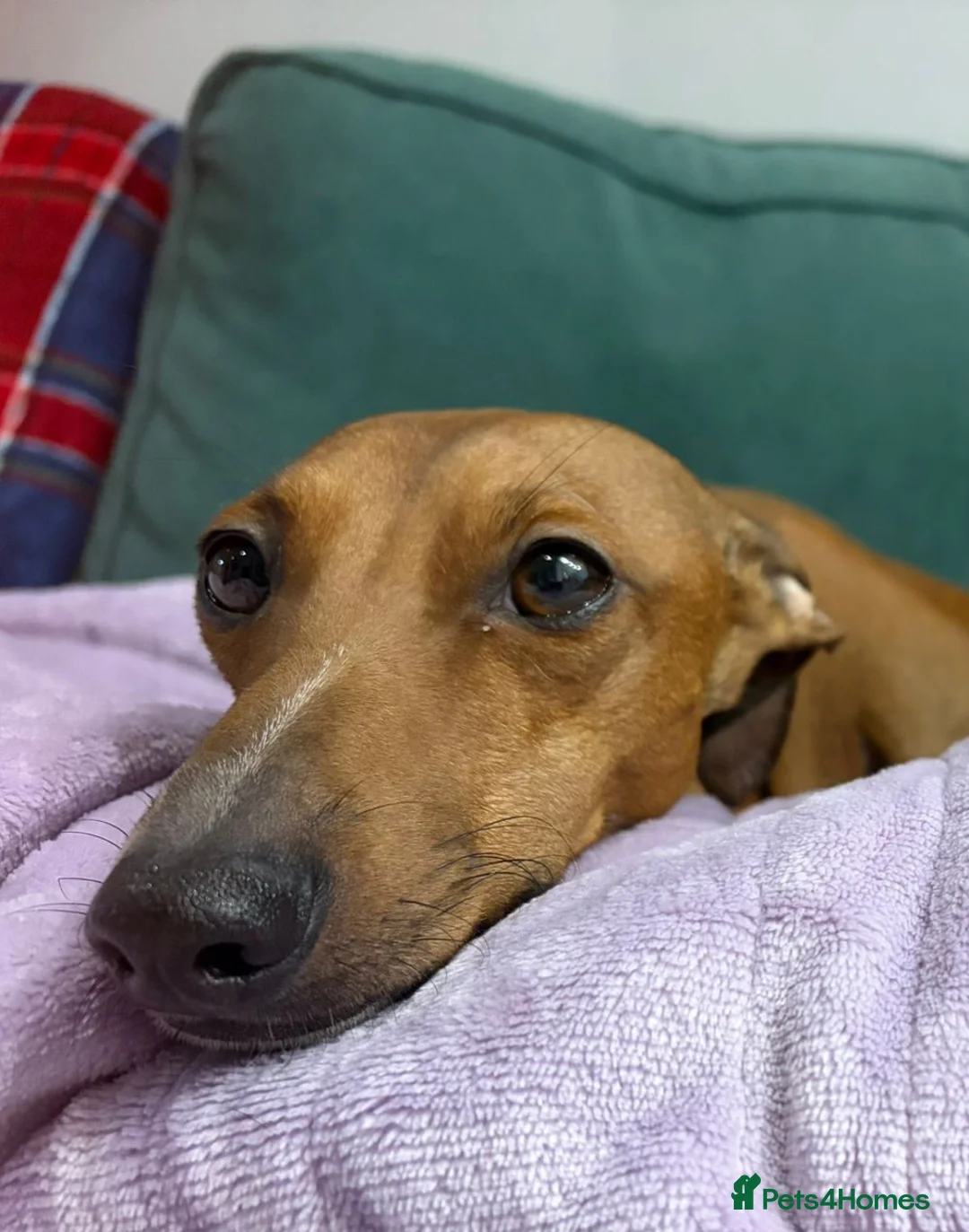 Italian Greyhound dogs for stud: Proven KC Italian Greyhound Stud from champ lines - Advert 6