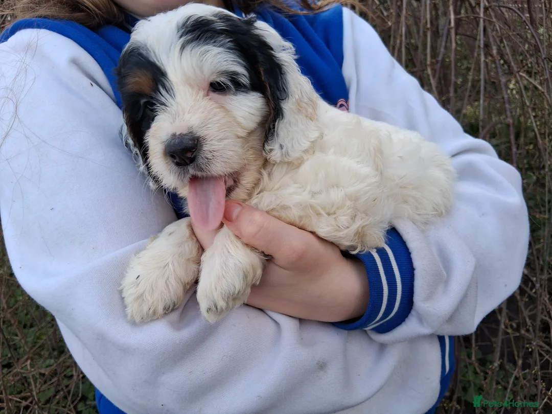 Cockapoo dogs for sale: Stunning cockerpoo puppies ready mid March - Advert 4
