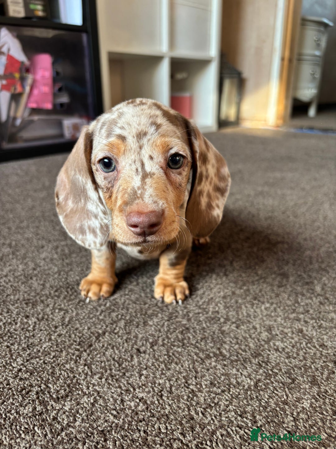Miniature Dachshund dogs for sale: ❤️❤️⭐️Miniature dachshund⭐️❤️❤️ - Image 14