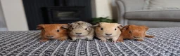 Guinea Pig rodents for sale: Beautiful Baby Guinea Pigs – Ready to Reserve  - Advert 8