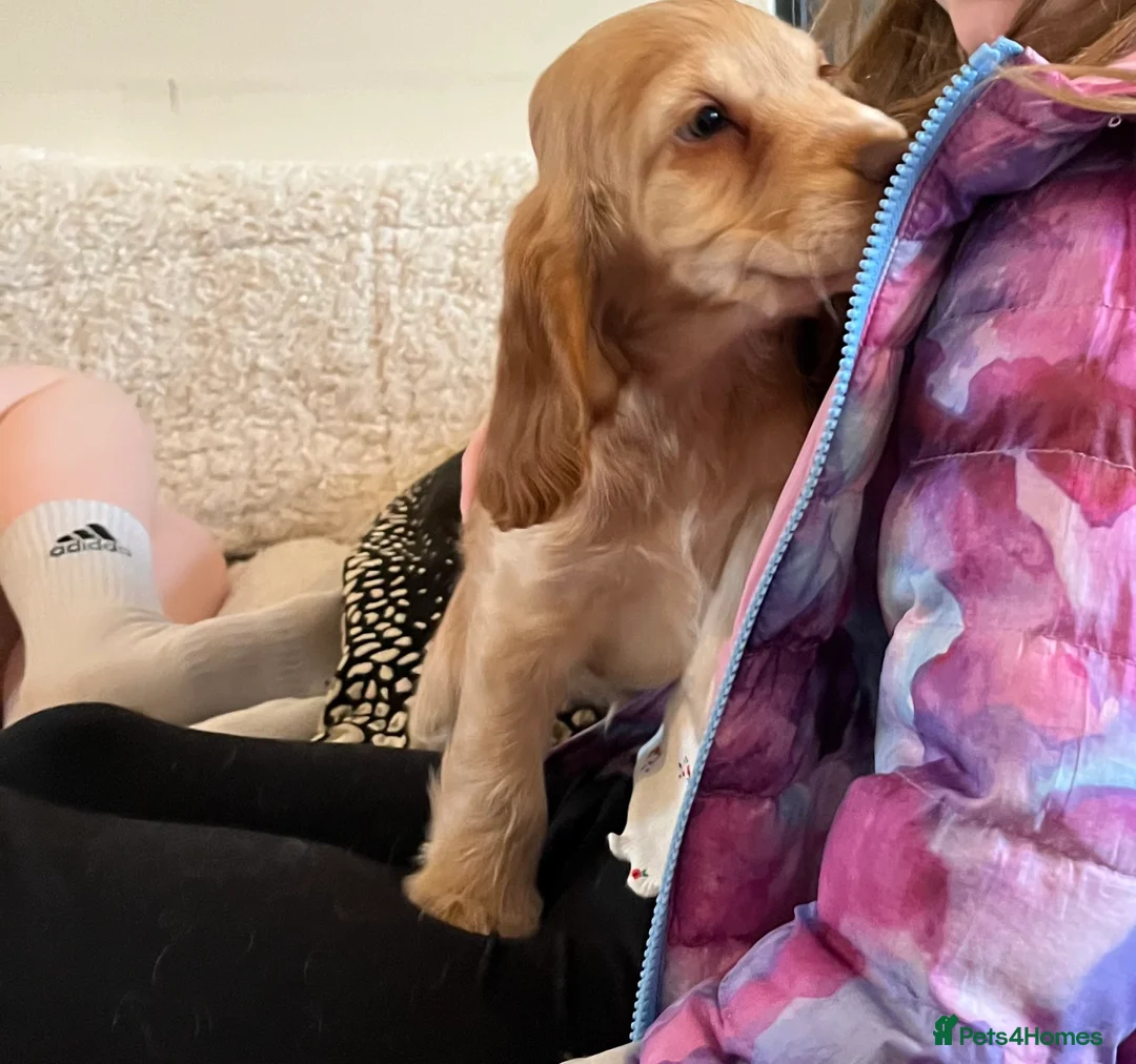 Cocker Spaniel dogs for sale: Health tested KC show type cocker 🐶 ⭐️  - Advert 16