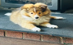 Shetland Sheepdog dogs for sale: Beautiful Shetland Sheepdog Puppies  in Goole - Image 17