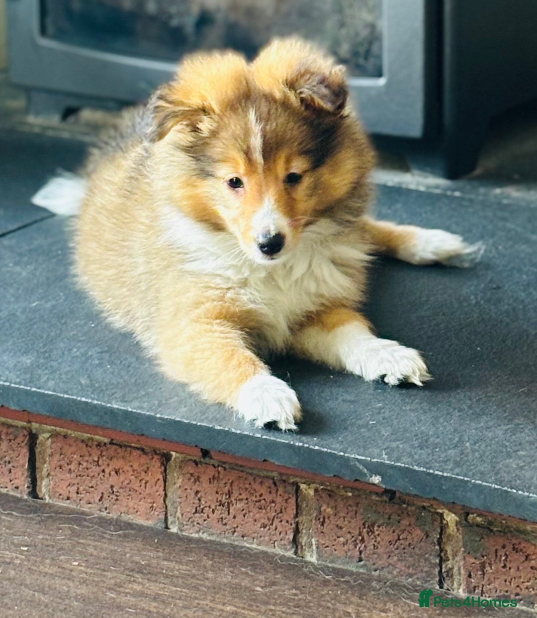 Shetland Sheepdog dogs for sale: Beautiful Shetland Sheepdog Puppies  in Goole - Image 17